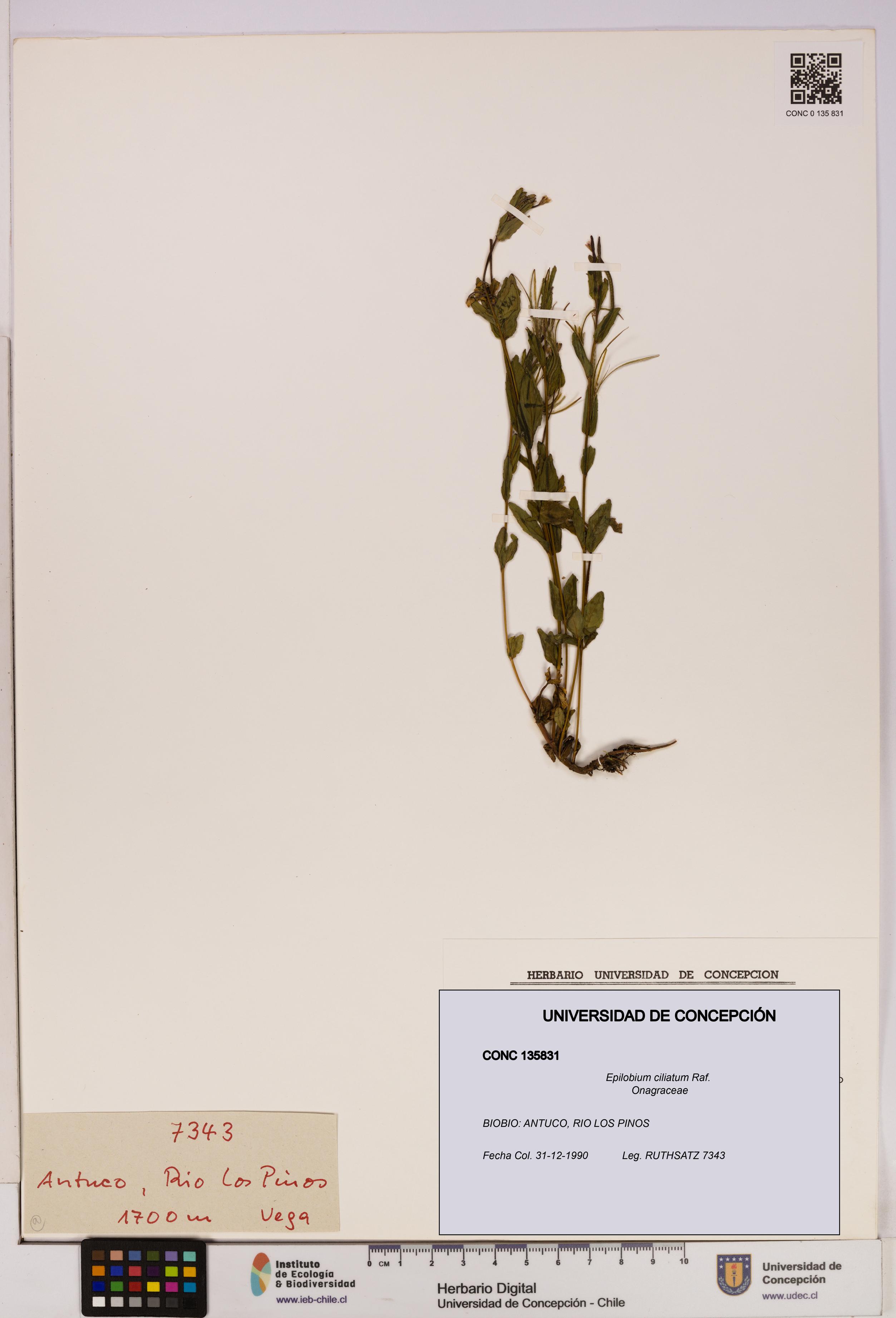 Epilobium ciliatum [Espécimen: UDEC:CONC:0135831]