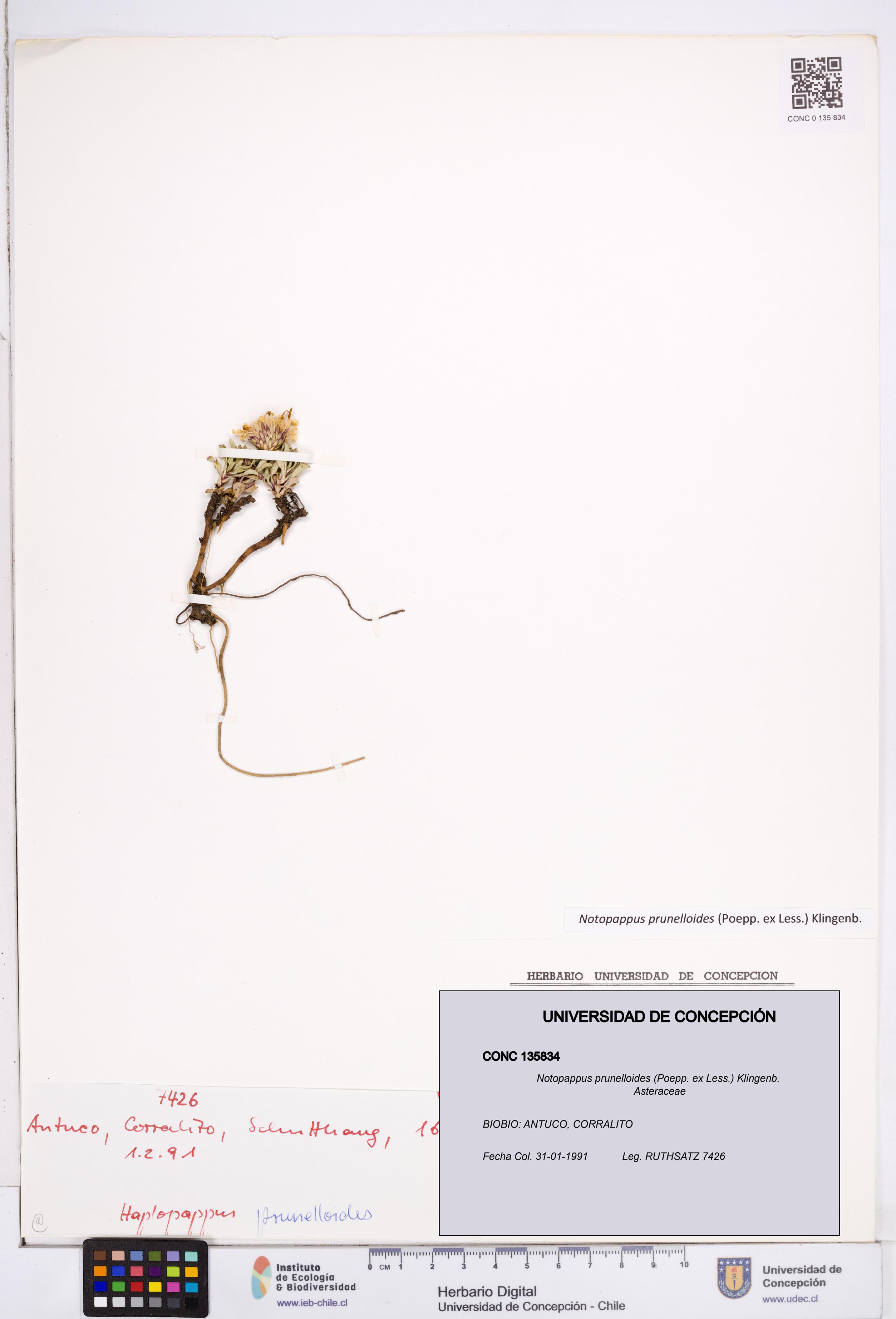 Notopappus prunelloides [Espécimen: ]