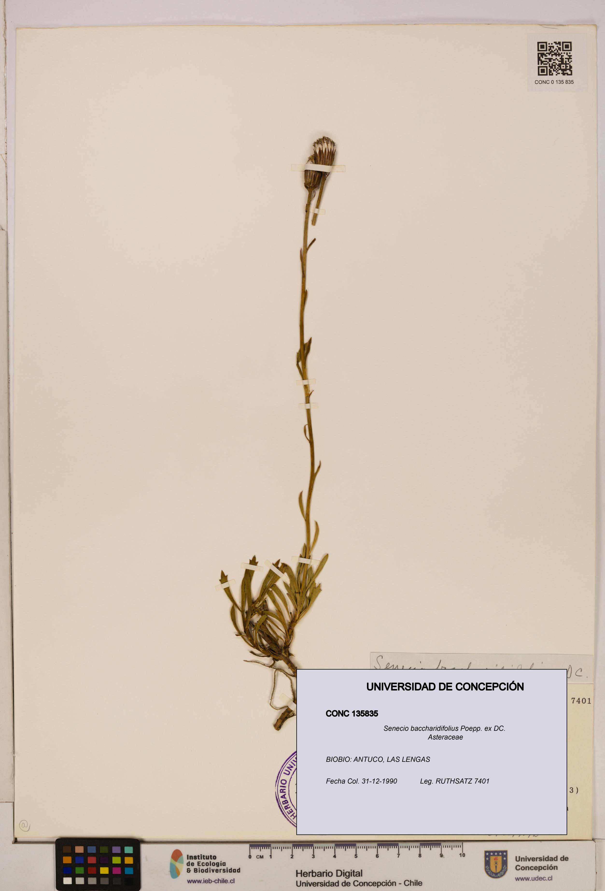 Senecio baccharidifolius [Espécimen: UDEC:CONC:0135835]