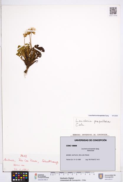 Leucheria eriocephala [Espécimen: ]