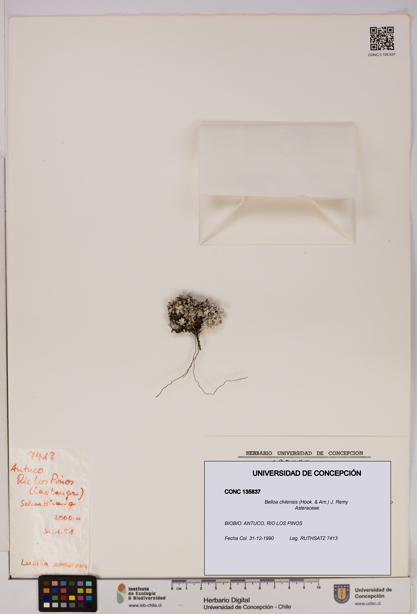 Belloa chilensis [Espécimen: UDEC:CONC:0135837]
