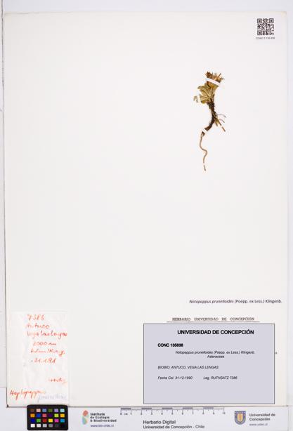 Notopappus prunelloides [Espécimen: ]