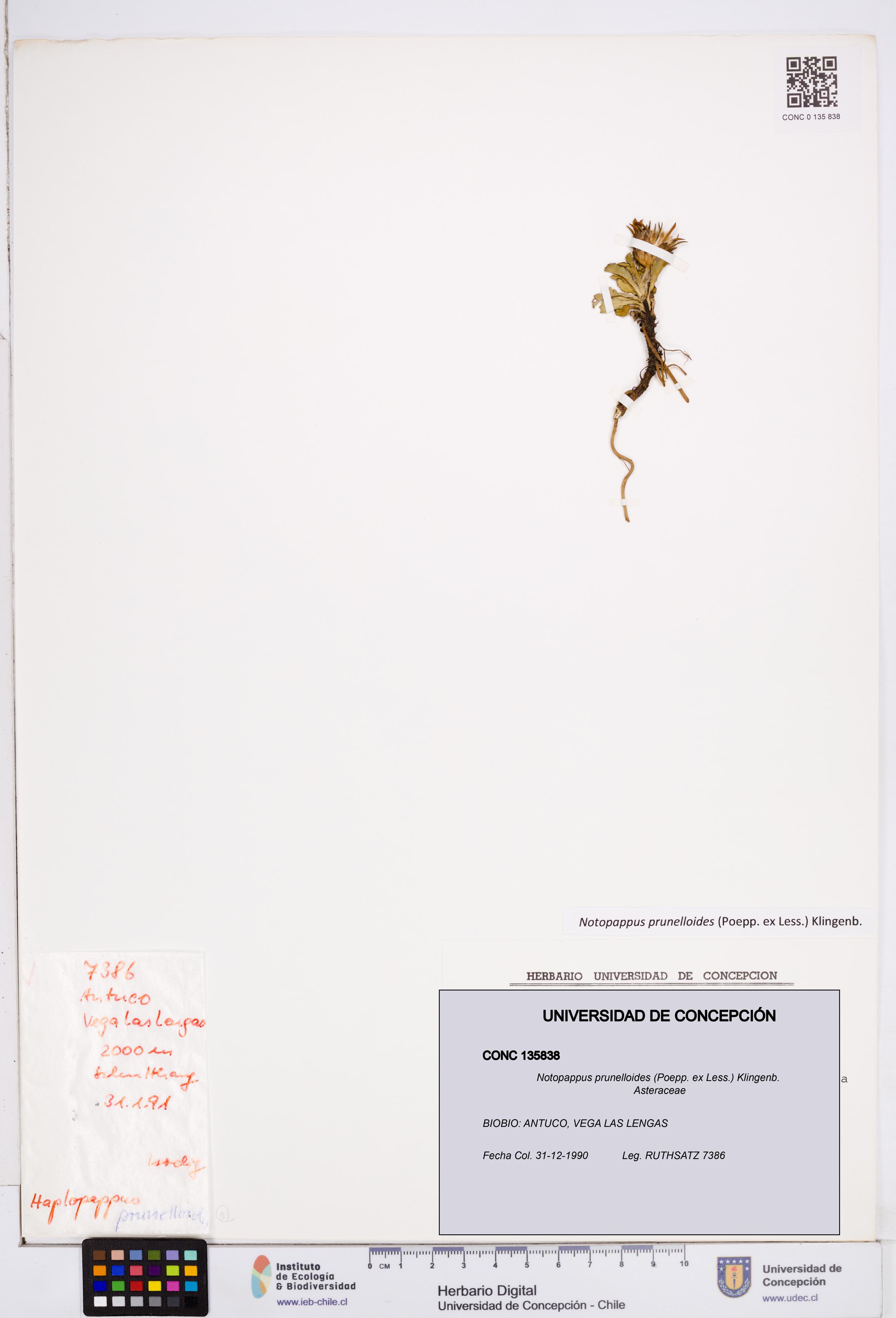 Notopappus prunelloides [Espécimen: ]
