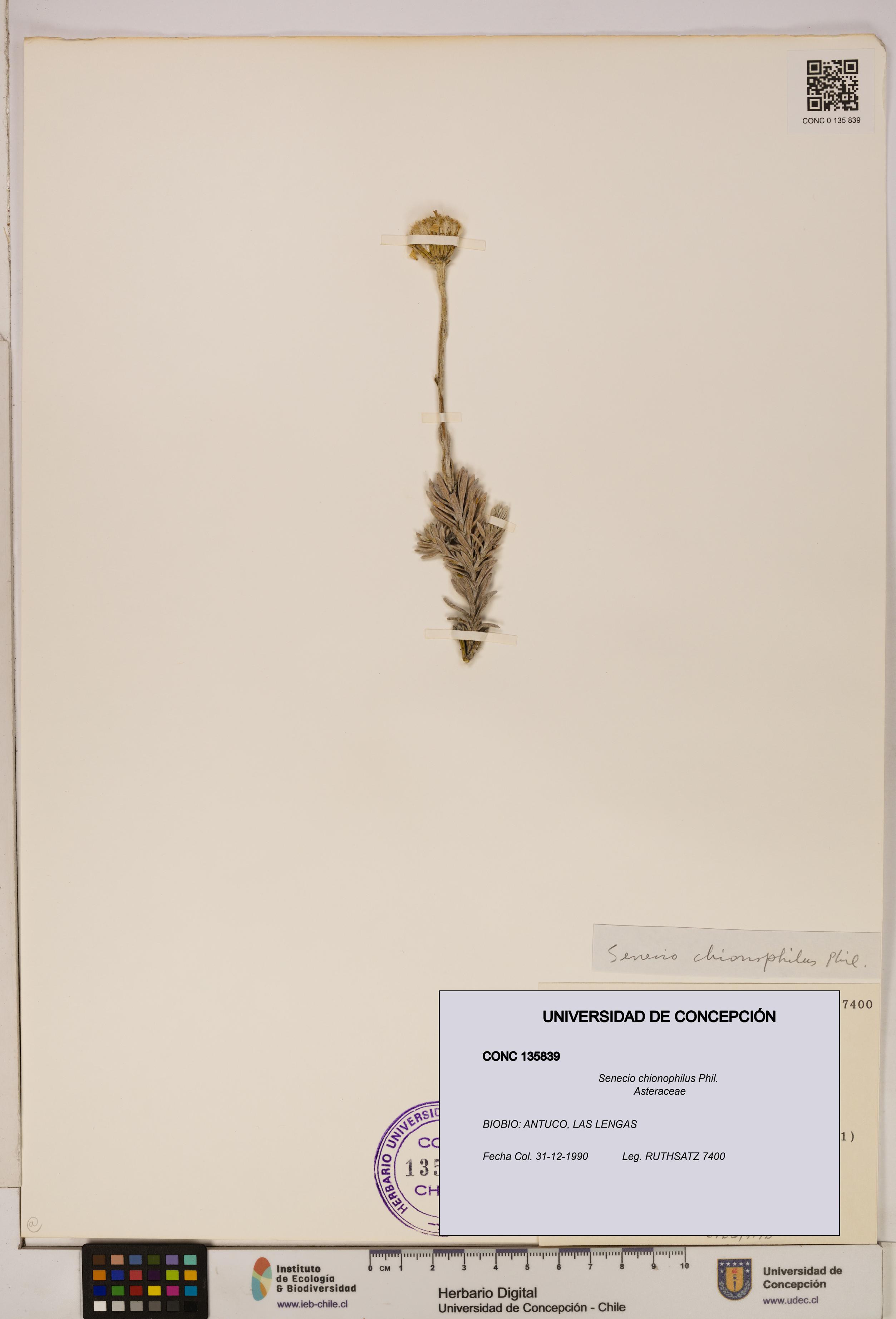 Senecio chionophilus [Espécimen: UDEC:CONC:0135839]