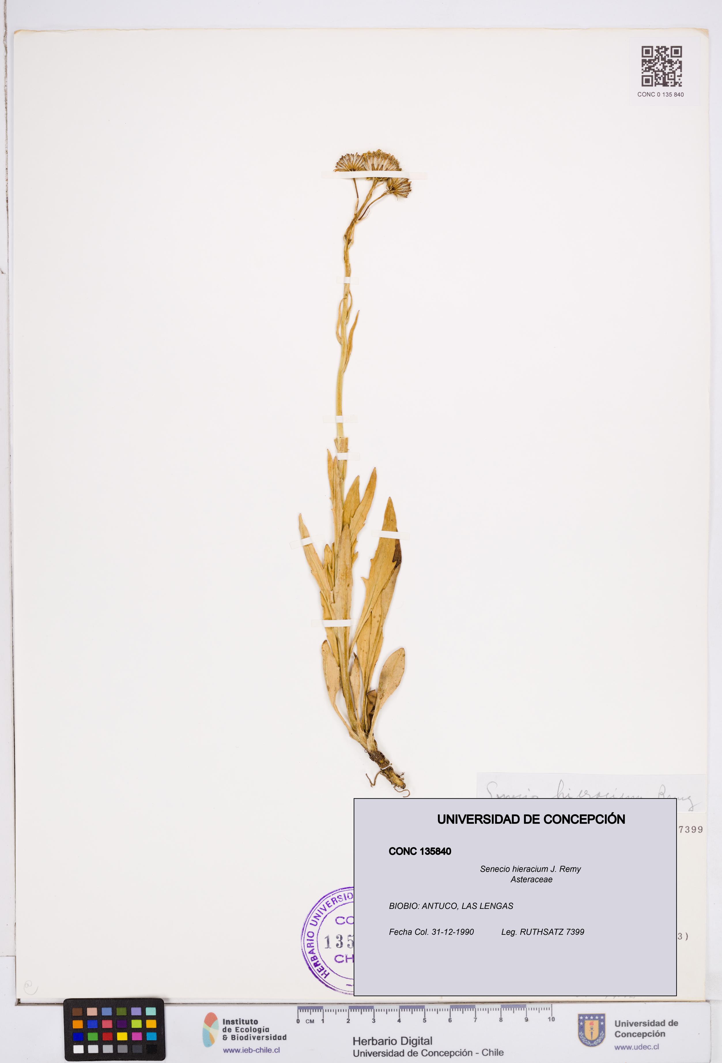 Senecio hieracium [Espécimen: ]