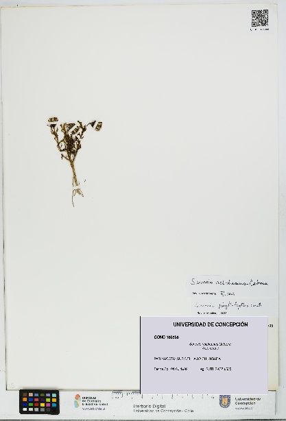 Senecio reicheanus [Espécimen: UDEC:CONC:0135856]