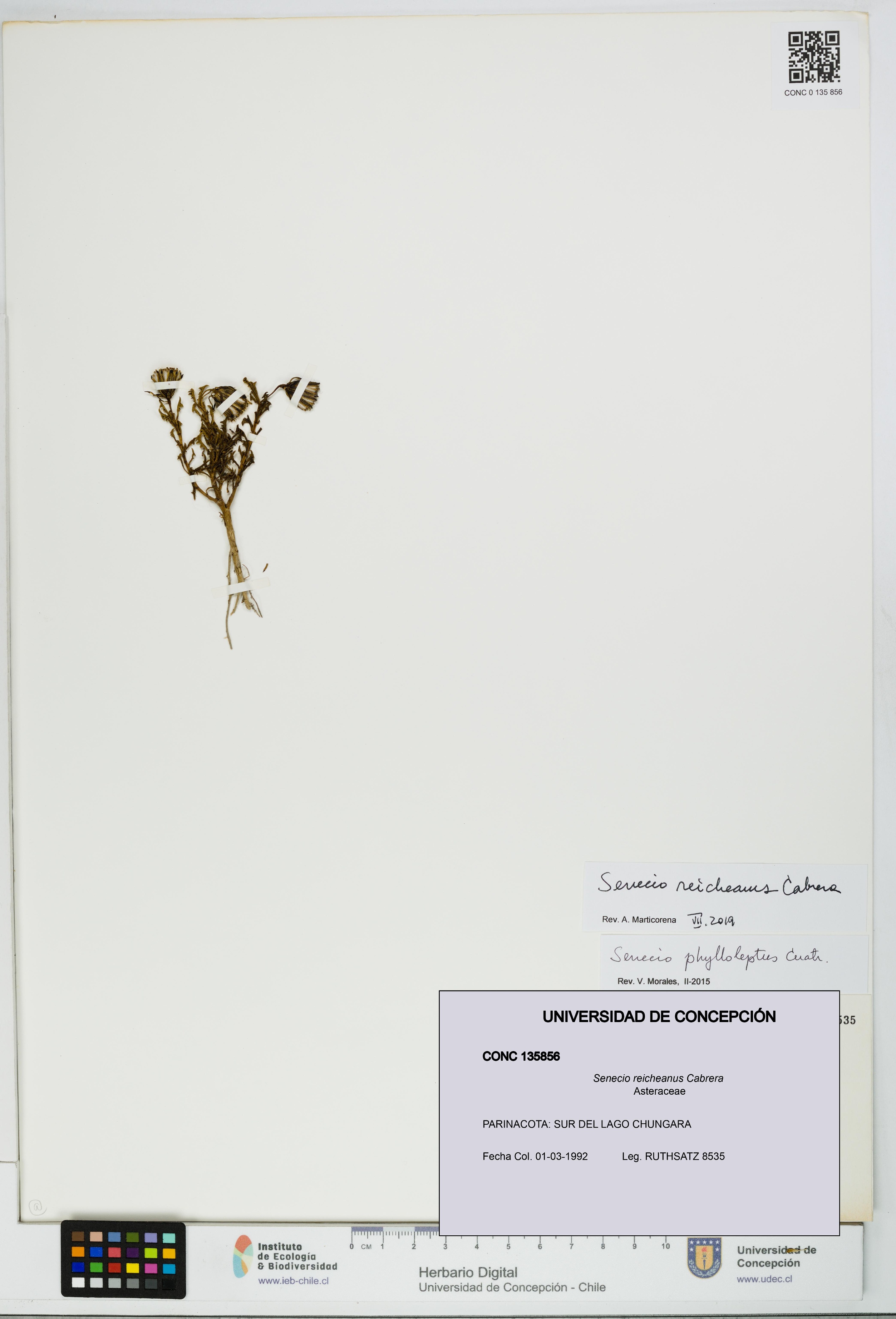 Senecio reicheanus [Espécimen: UDEC:CONC:0135856]