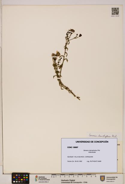 Senecio ctenophyllus [Espécimen: UDEC:CONC:0135857]