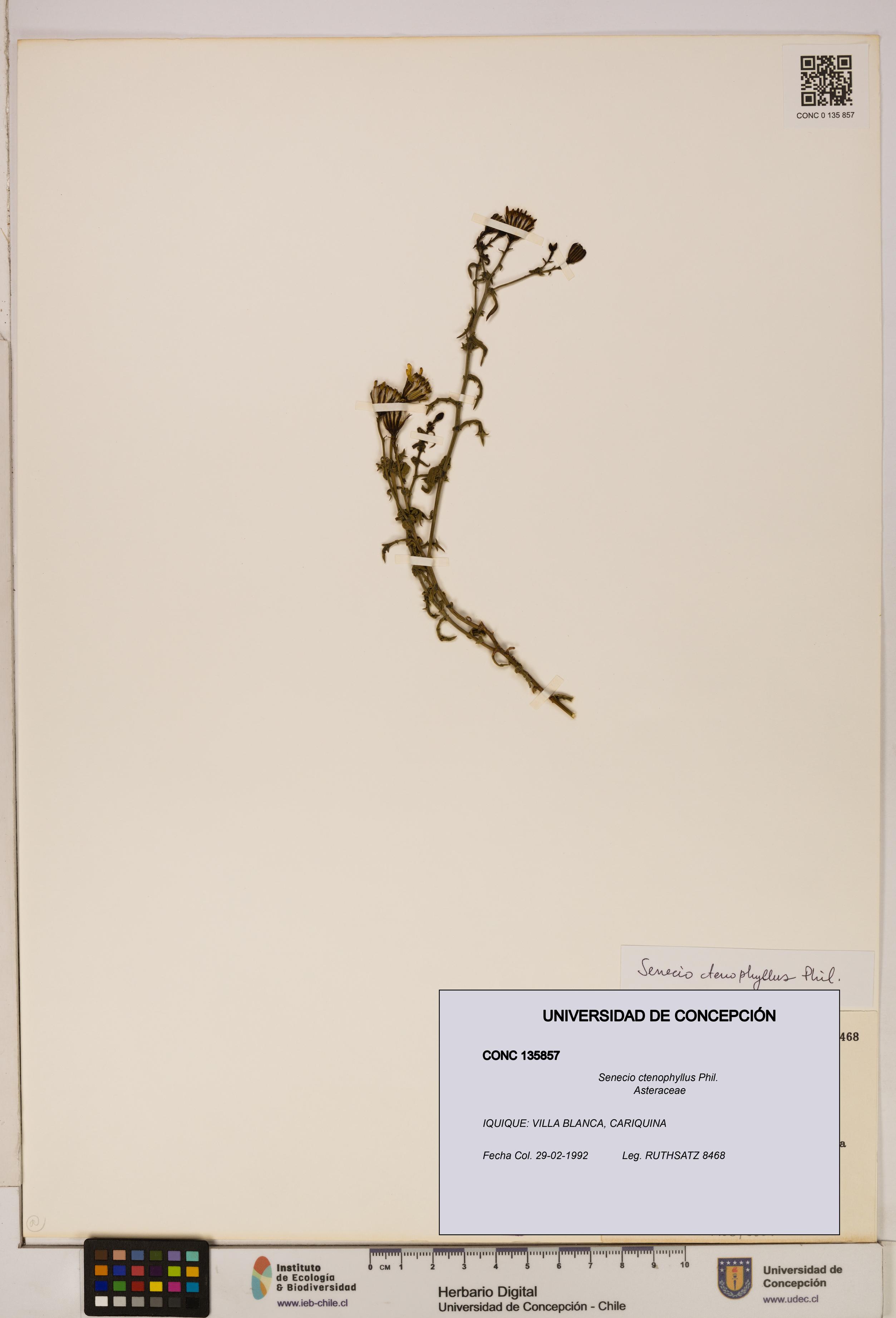 Senecio ctenophyllus [Espécimen: UDEC:CONC:0135857]