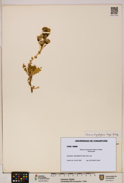 Senecio dryophyllus [Espécimen: UDEC:CONC:0135859]