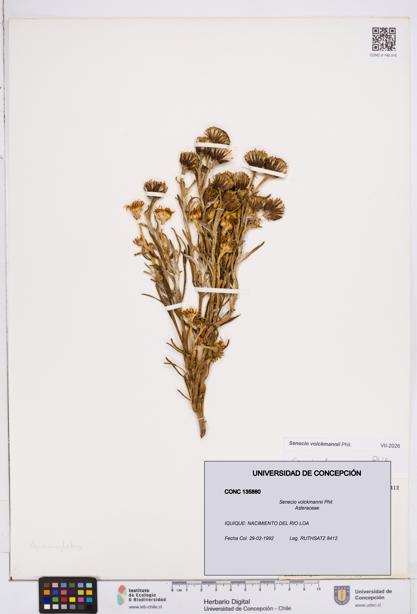 Senecio volckmannii [Espécimen: ]