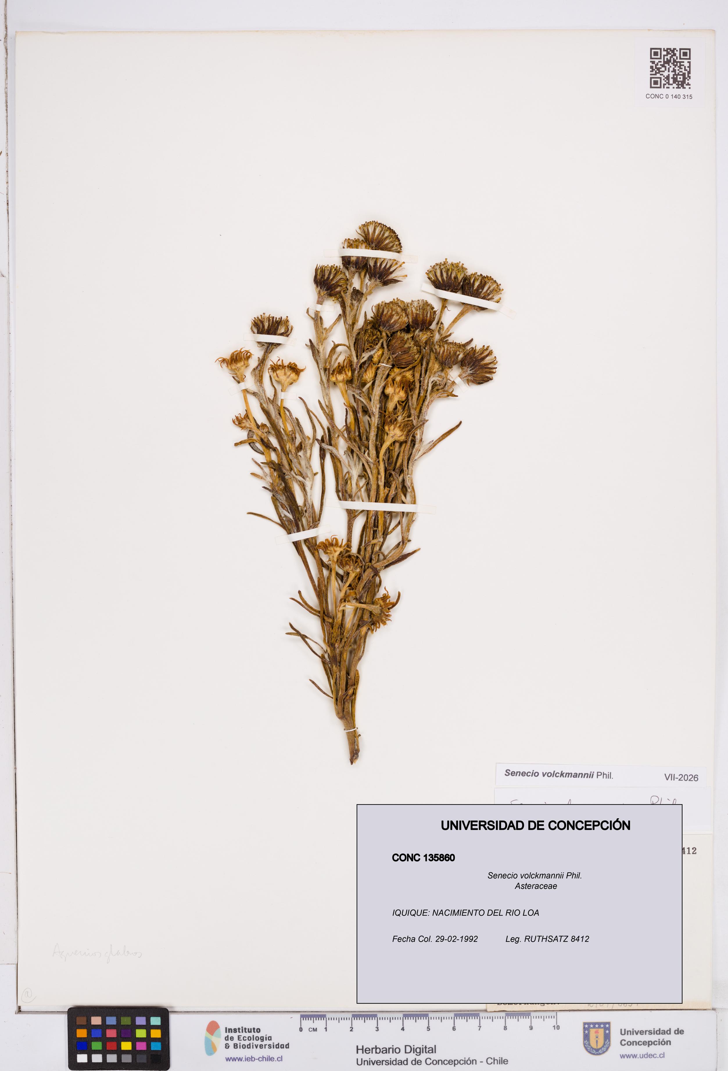 Senecio volckmannii [Espécimen: ]