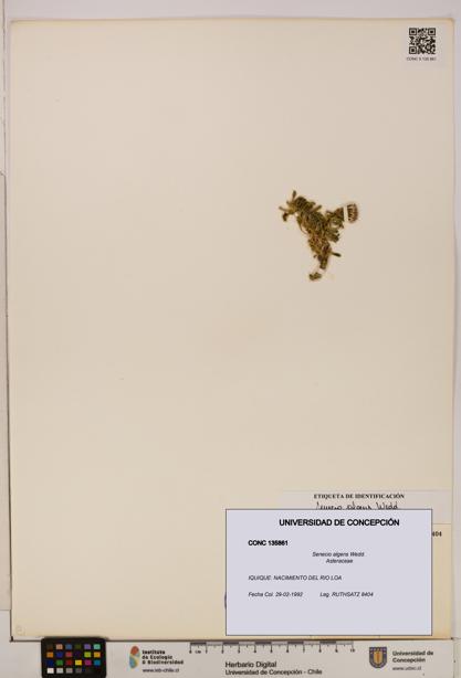 Senecio algens [Espécimen: UDEC:CONC:0135861]
