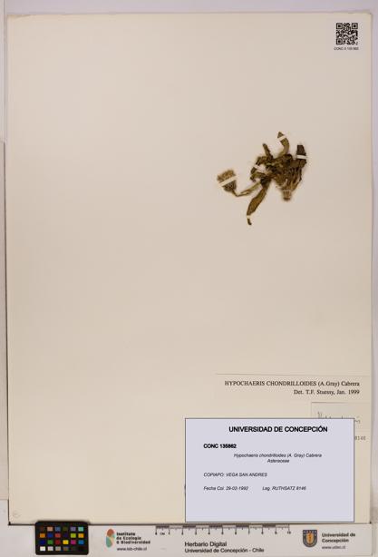 Hypochaeris chondrilloides [Espécimen: UDEC:CONC:0135862]