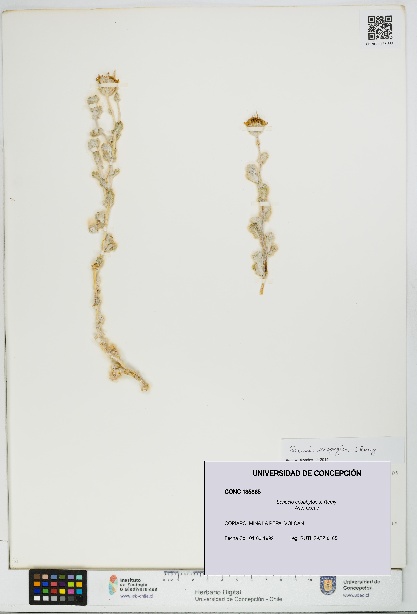 Senecio eriophyton [Espécimen: UDEC:CONC:0135865]