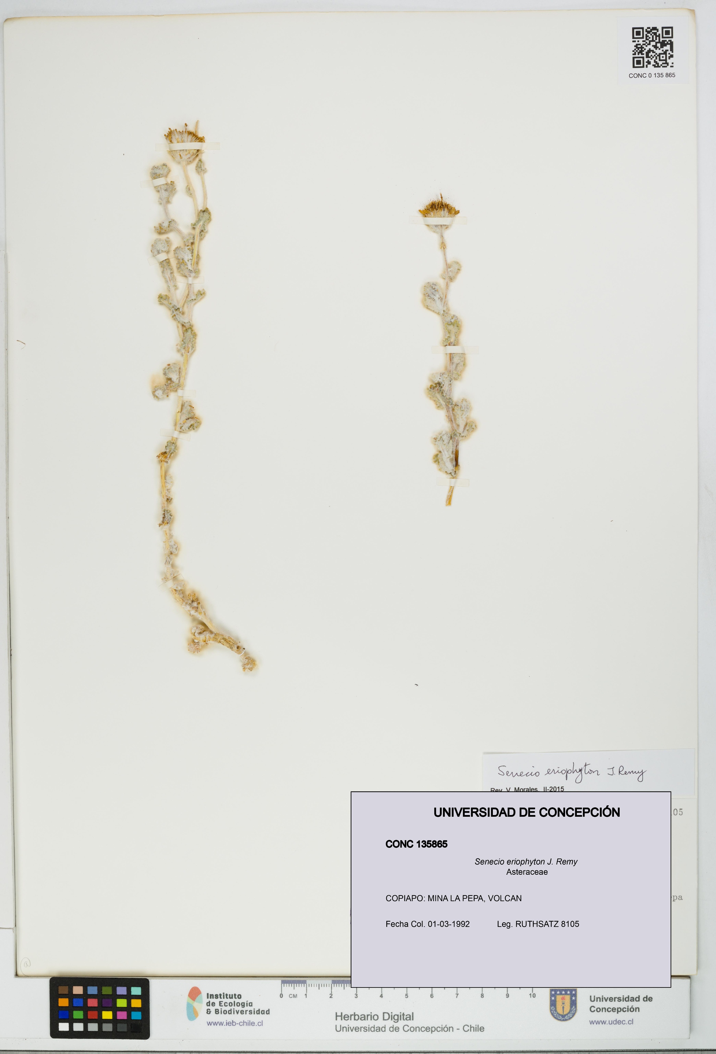 Senecio eriophyton [Espécimen: UDEC:CONC:0135865]