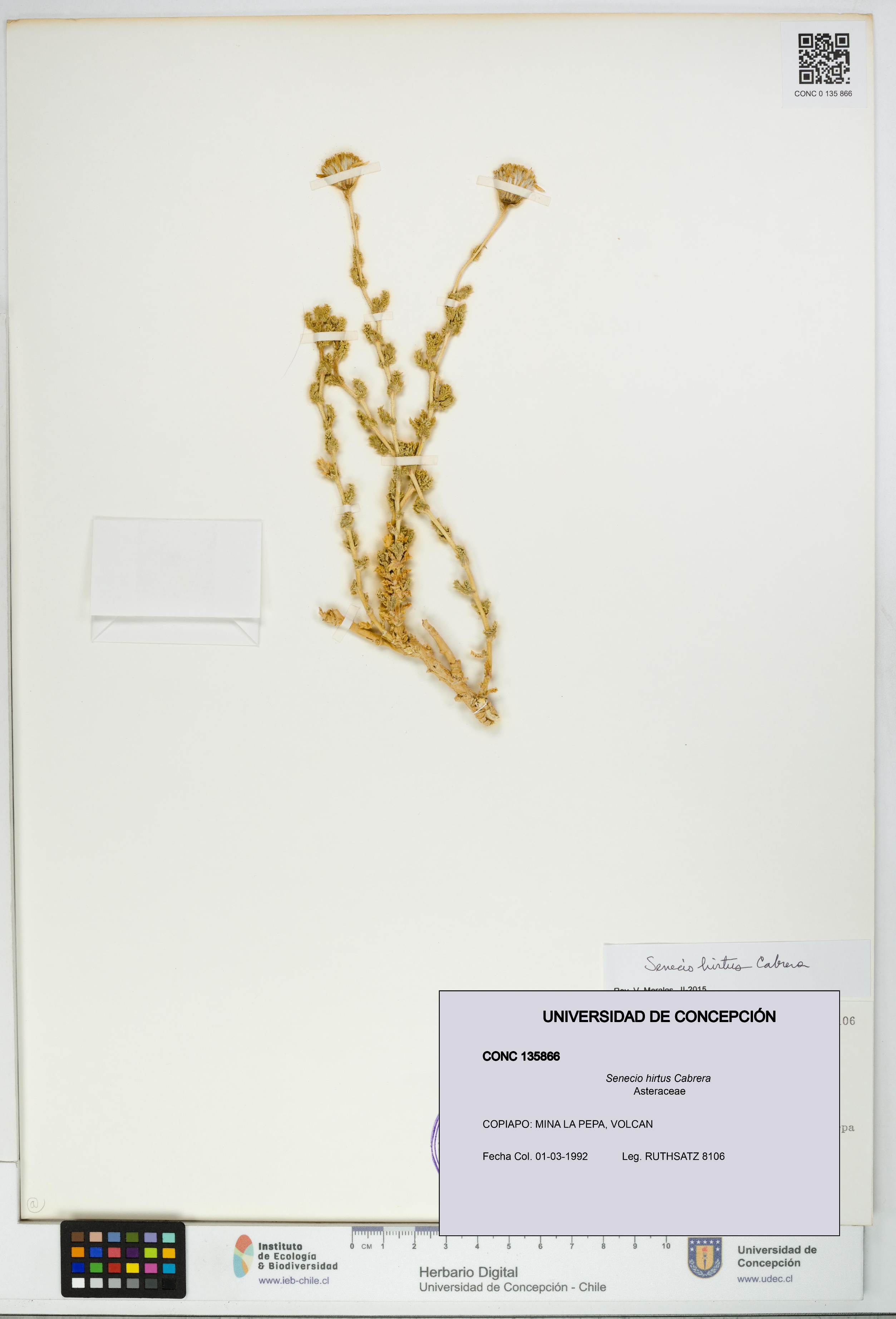 Senecio hirtus [Espécimen: UDEC:CONC:0135866]