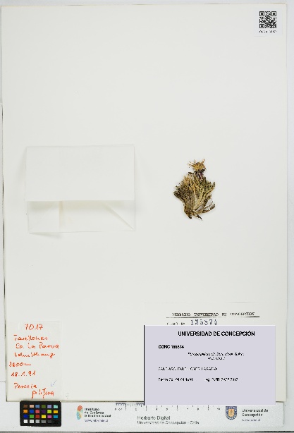 Perezia pilifera [Espécimen: UDEC:CONC:0135874]