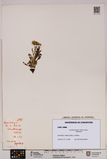 Leucheria salina [Espécimen: UDEC:CONC:0135880]