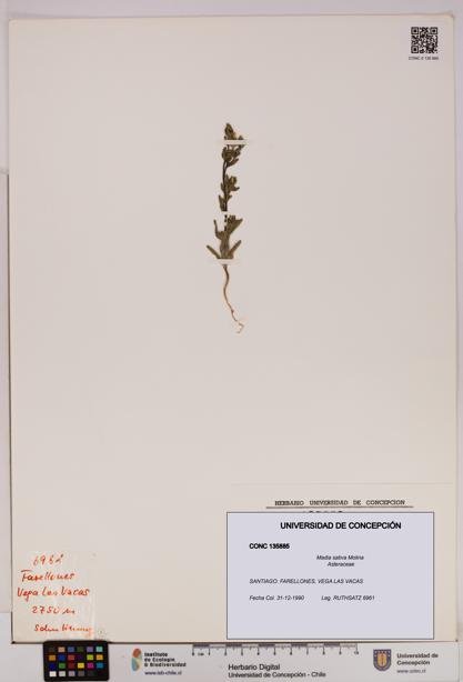 Madia sativa [Espécimen: UDEC:CONC:0135885]