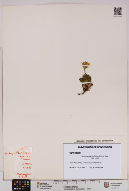 Haplopappus anthylloides [Espécimen: UDEC:CONC:0135889]
