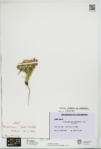Perezia carthamoides [Espécimen: UDEC:CONC:0135891]