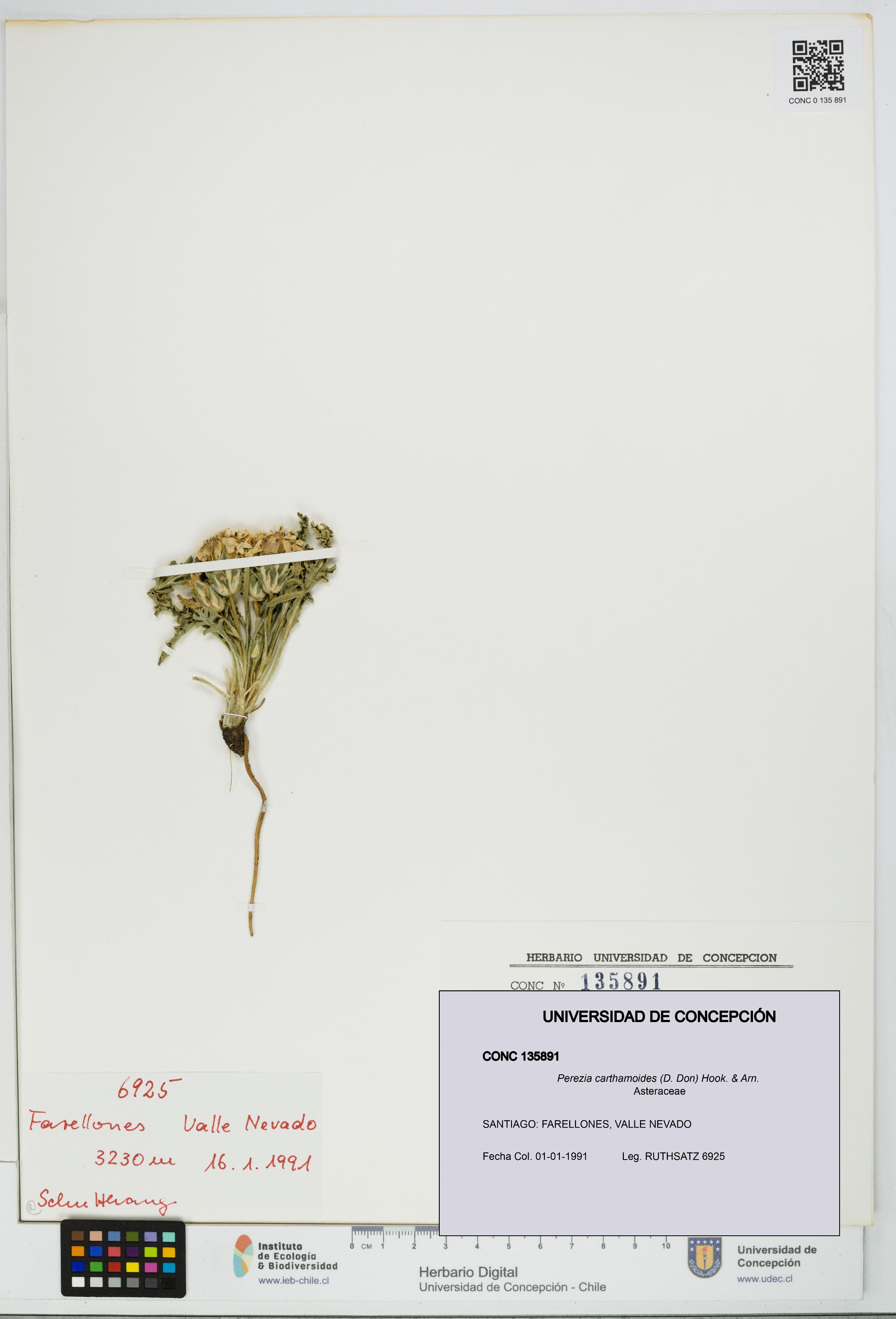 Perezia carthamoides [Espécimen: UDEC:CONC:0135891]