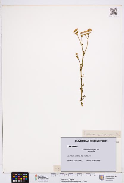 Senecio microphyllus [Espécimen: ]