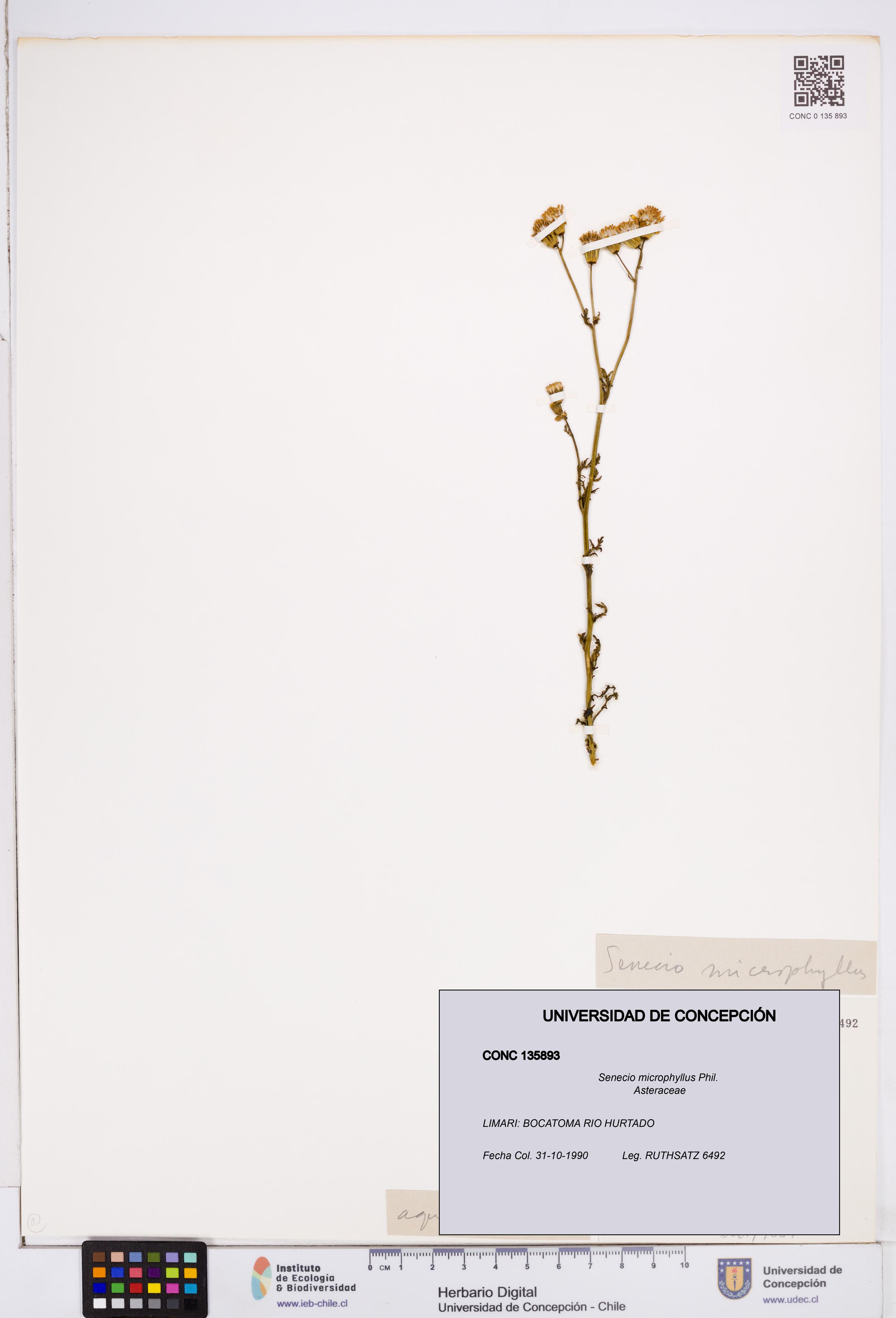 Senecio microphyllus [Espécimen: ]