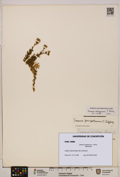 Senecio arleguianus [Espécimen: UDEC:CONC:0135894]