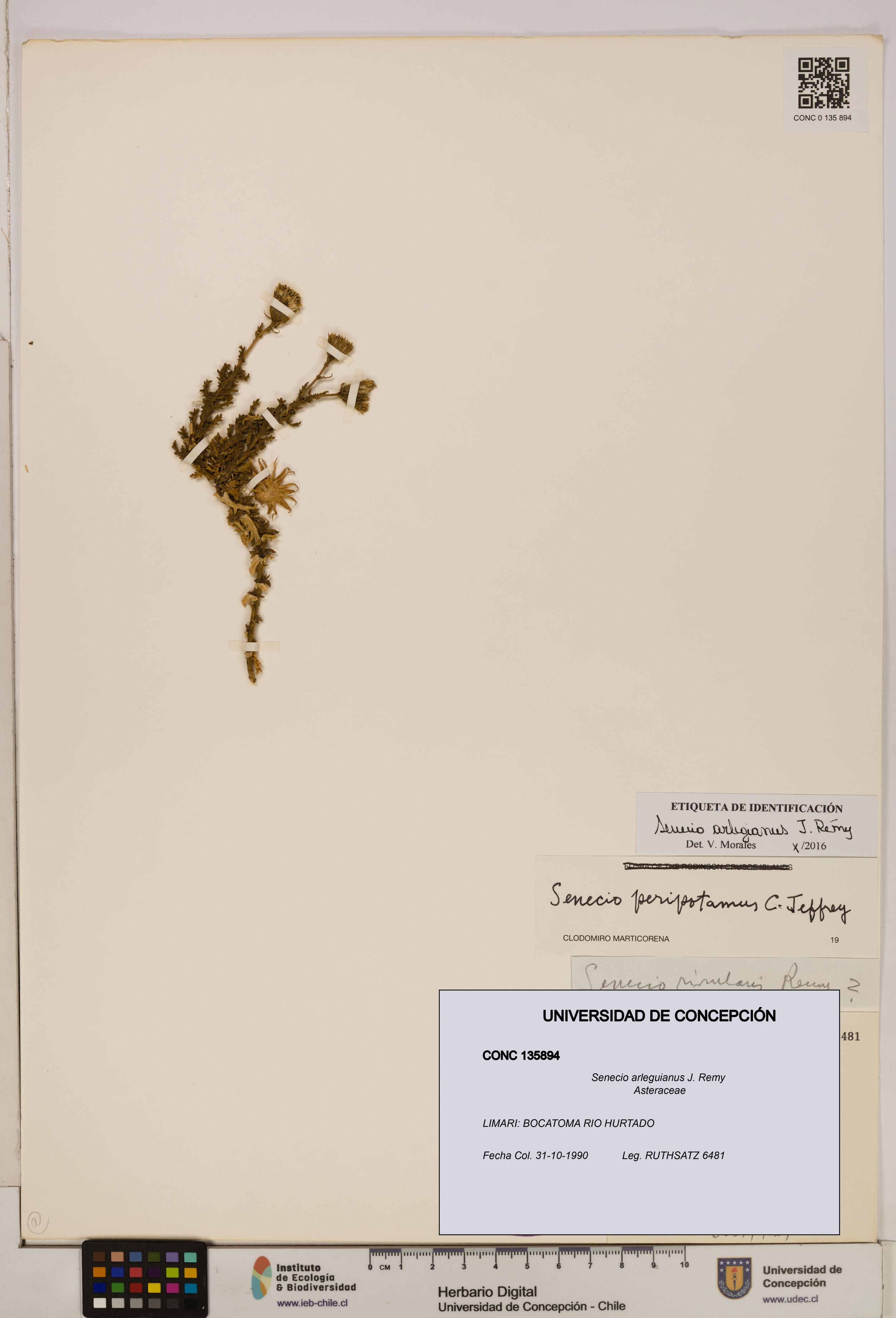 Senecio arleguianus [Espécimen: UDEC:CONC:0135894]
