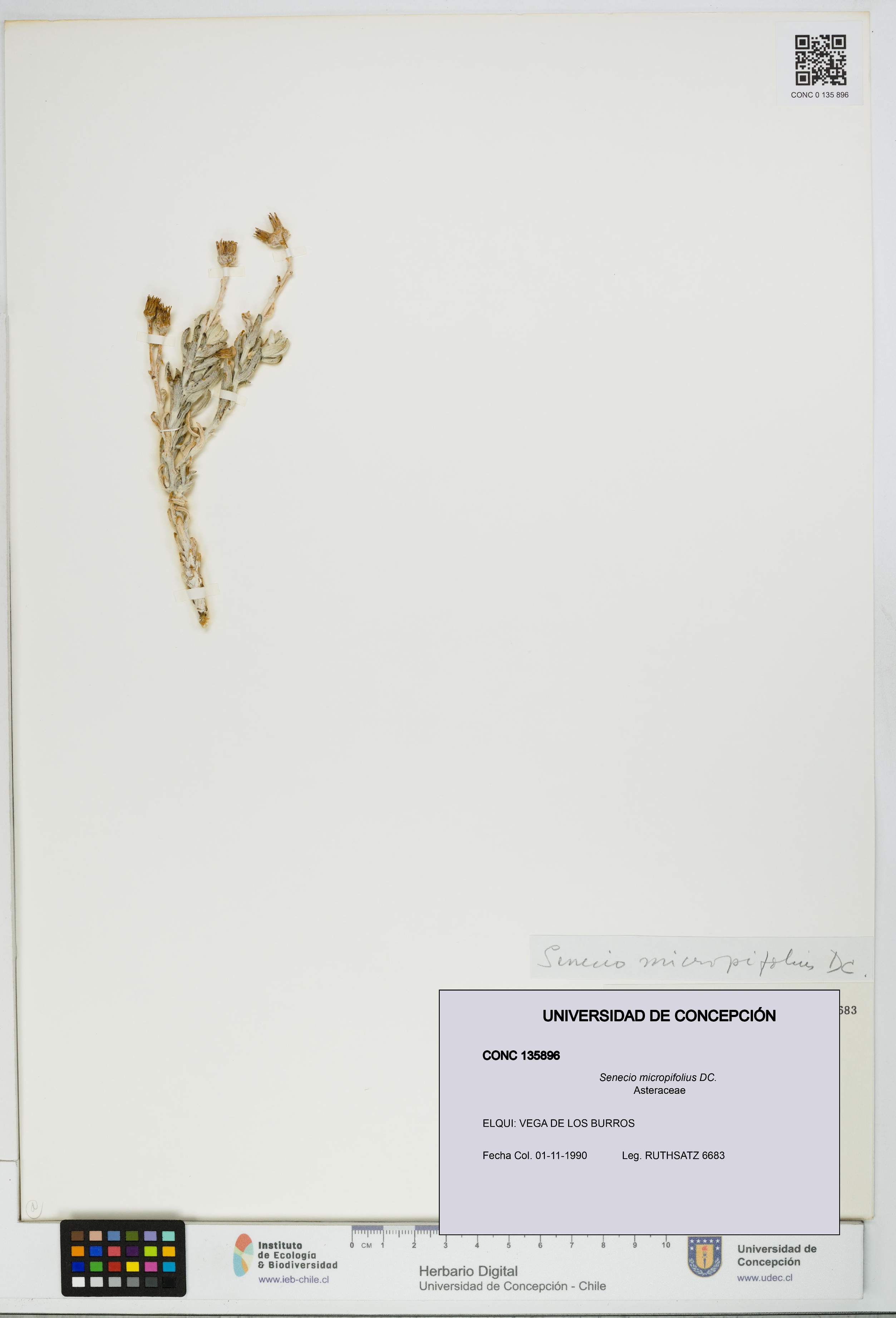 Senecio micropifolius [Espécimen: UDEC:CONC:0135896]