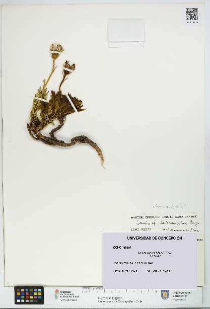 Senecio clarioneifolius [Espécimen: UDEC:CONC:0135897]