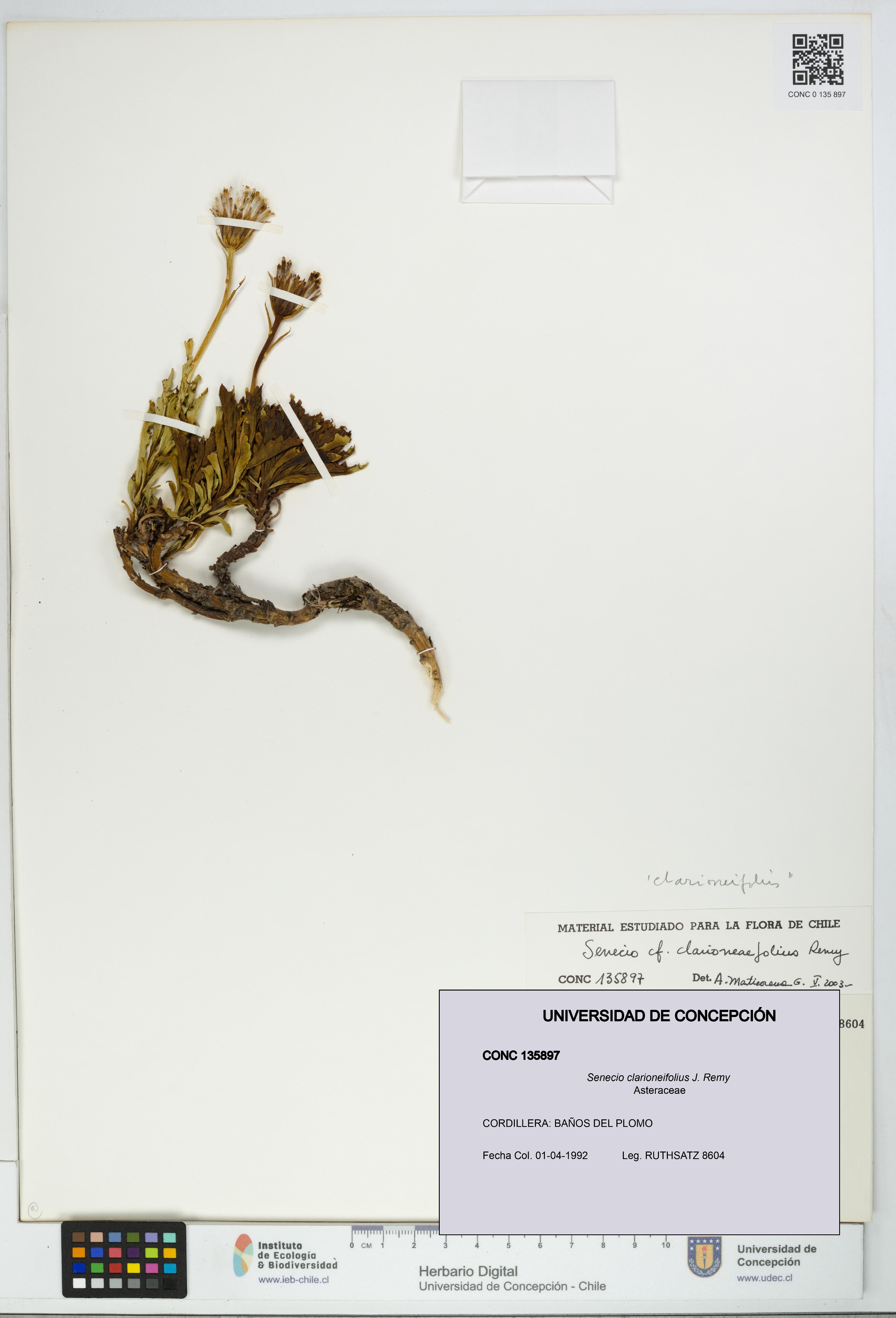 Senecio clarioneifolius [Espécimen: UDEC:CONC:0135897]