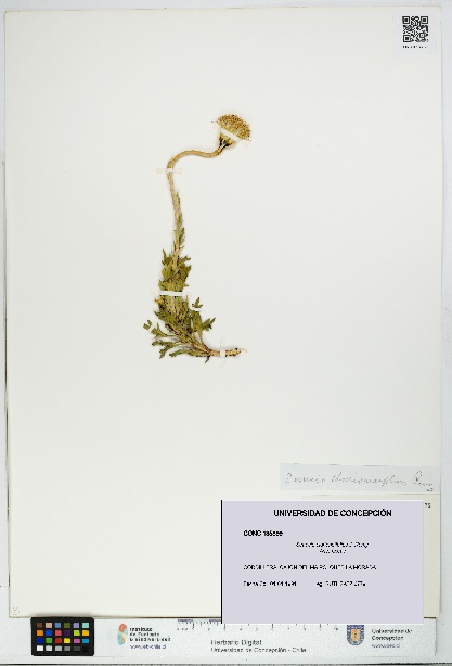 Senecio clarioneifolius [Espécimen: UDEC:CONC:0135899]