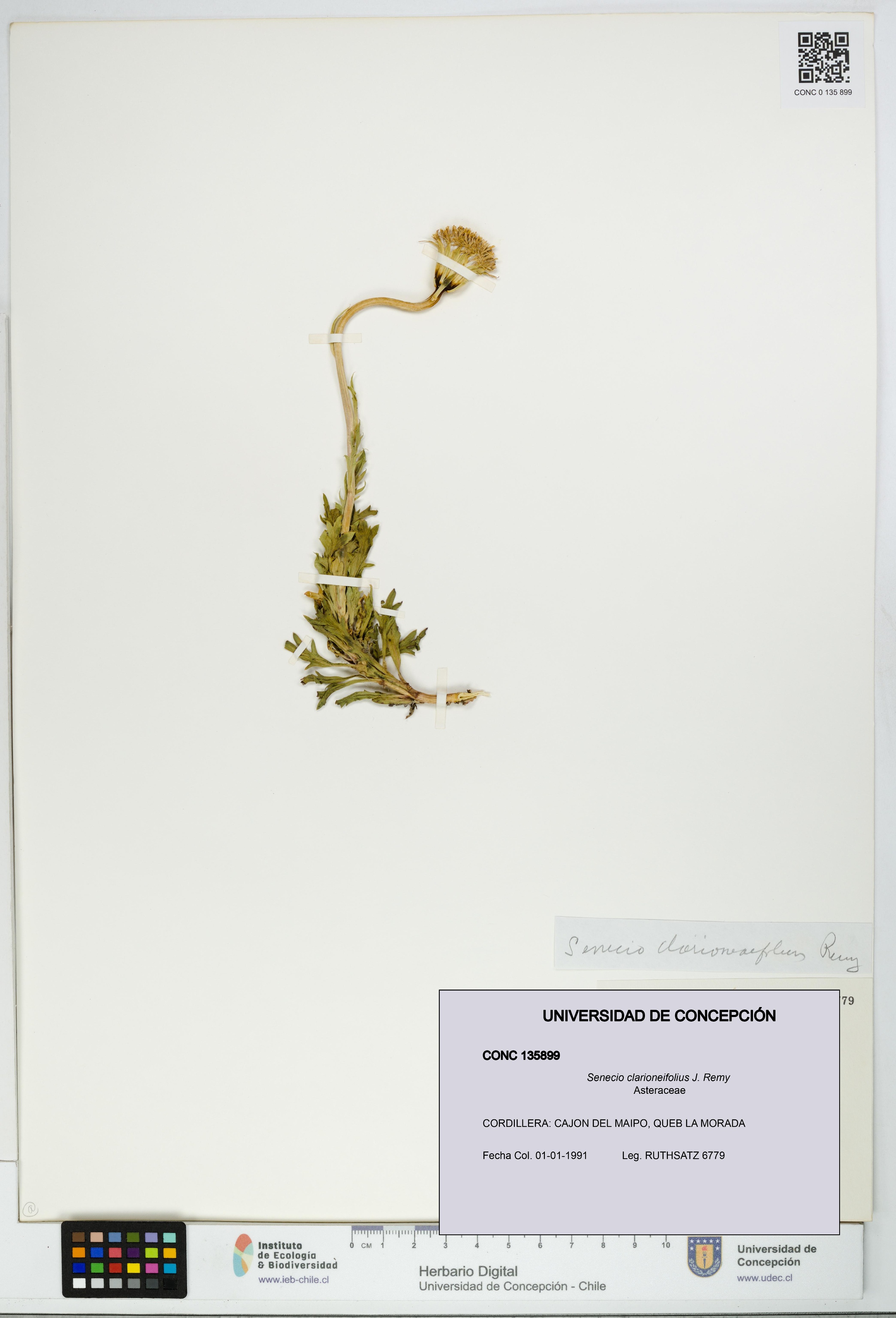 Senecio clarioneifolius [Espécimen: UDEC:CONC:0135899]