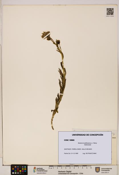 Senecio bustillosianus [Espécimen: UDEC:CONC:0135900]