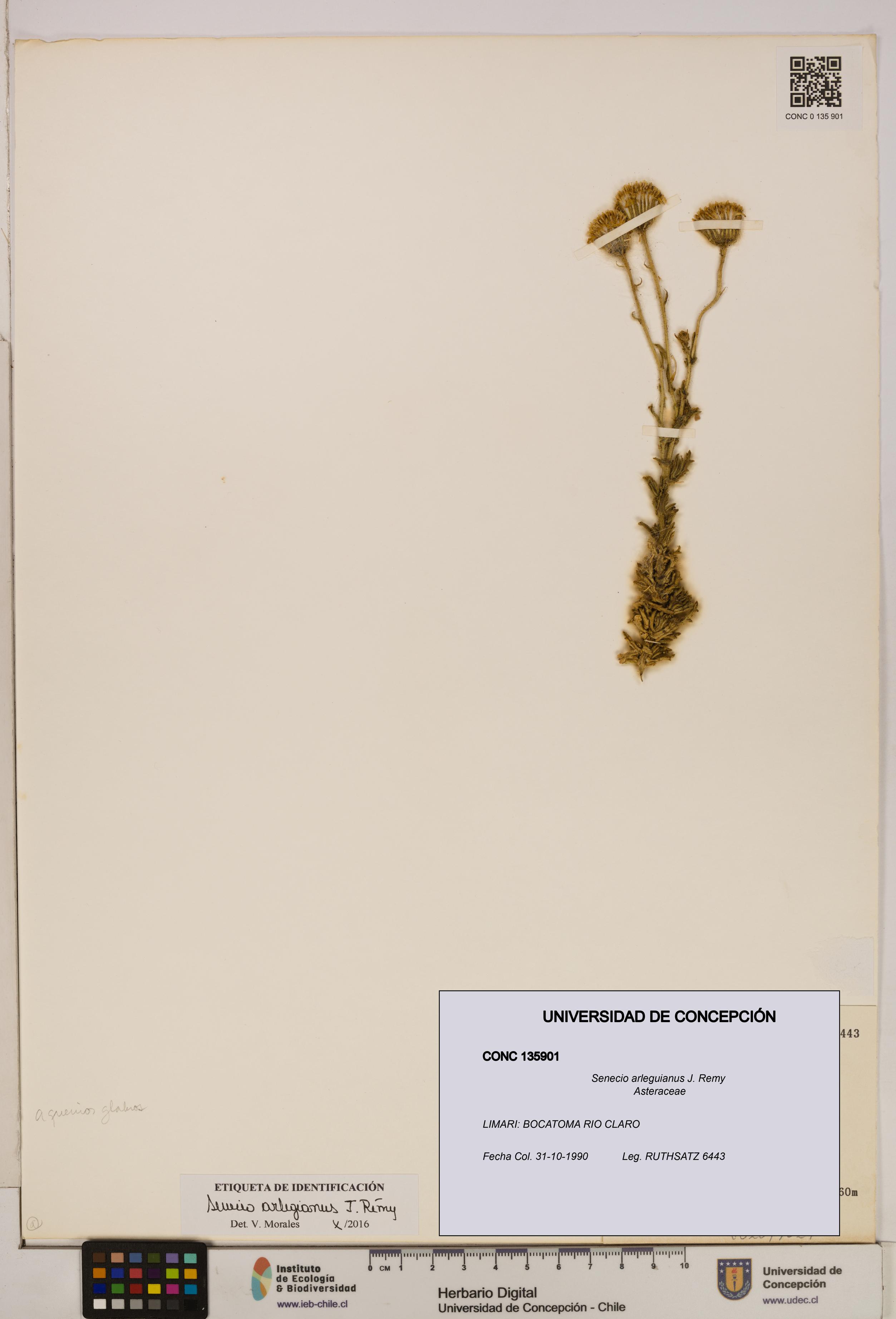 Senecio arleguianus [Espécimen: UDEC:CONC:0135901]