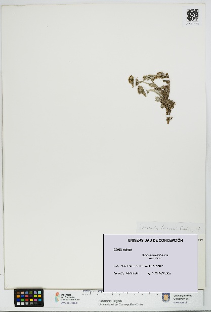 Senecio looseri [Espécimen: UDEC:CONC:0135902]