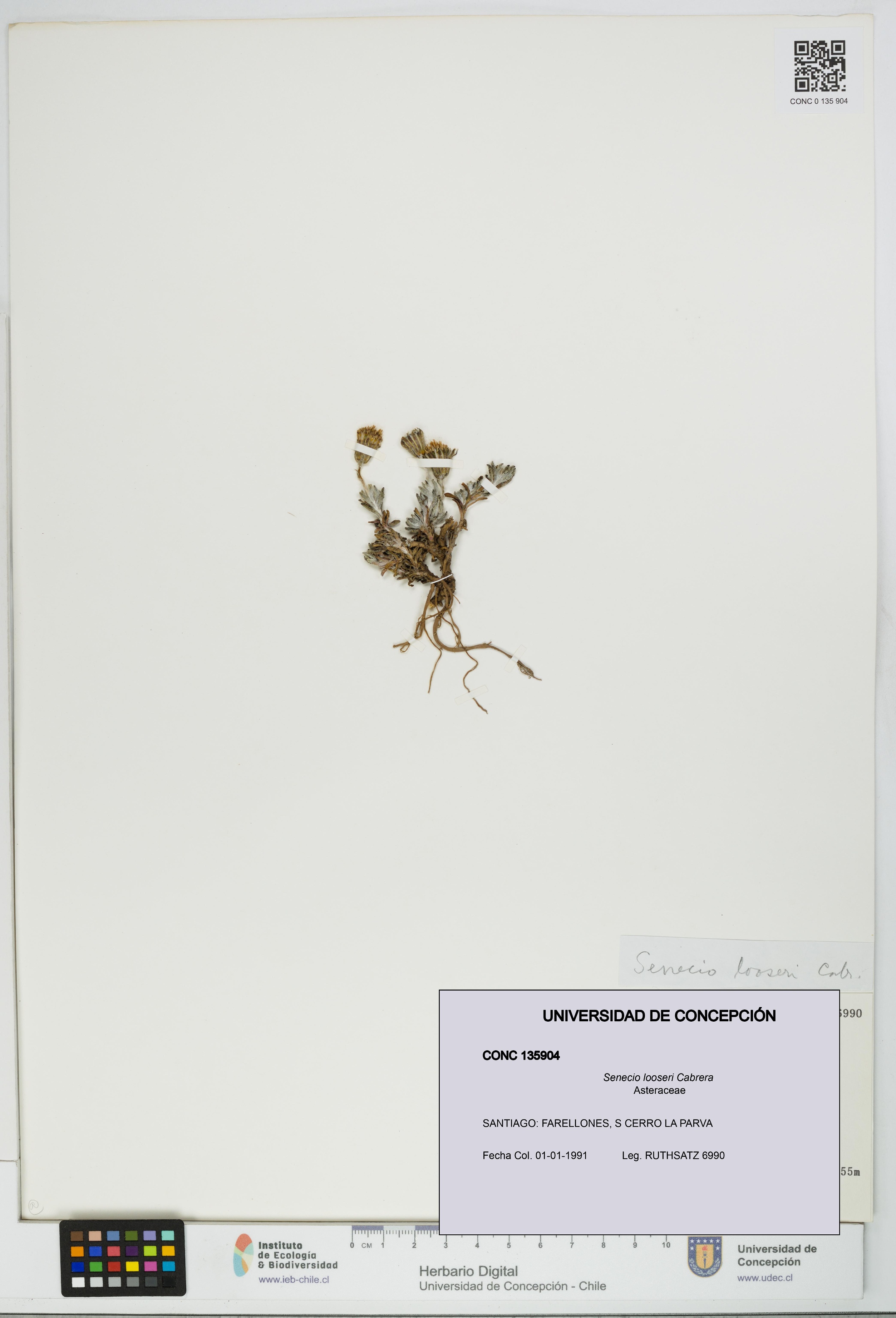 Senecio looseri [Espécimen: UDEC:CONC:0135904]