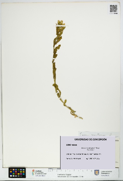 Senecio monttianus [Espécimen: UDEC:CONC:0135906]