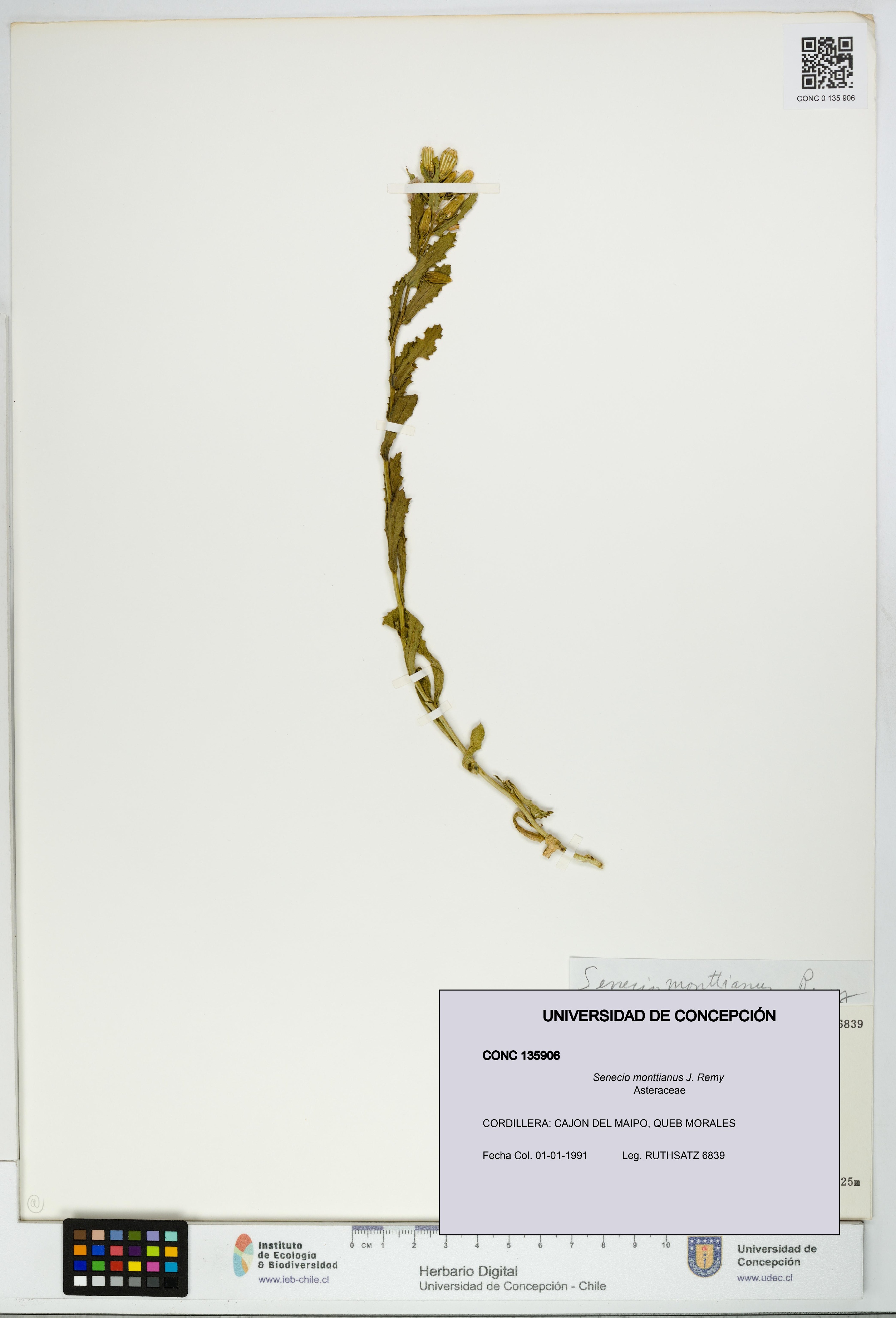 Senecio monttianus [Espécimen: UDEC:CONC:0135906]