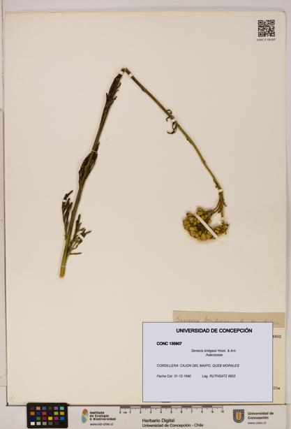 Senecio bridgesii [Espécimen: UDEC:CONC:0135907]