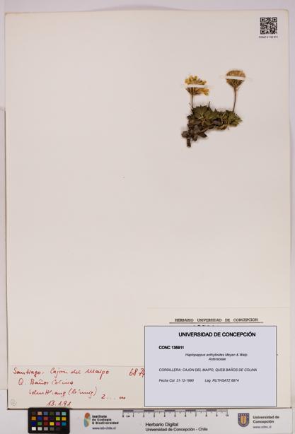 Haplopappus anthylloides [Espécimen: UDEC:CONC:0135911]