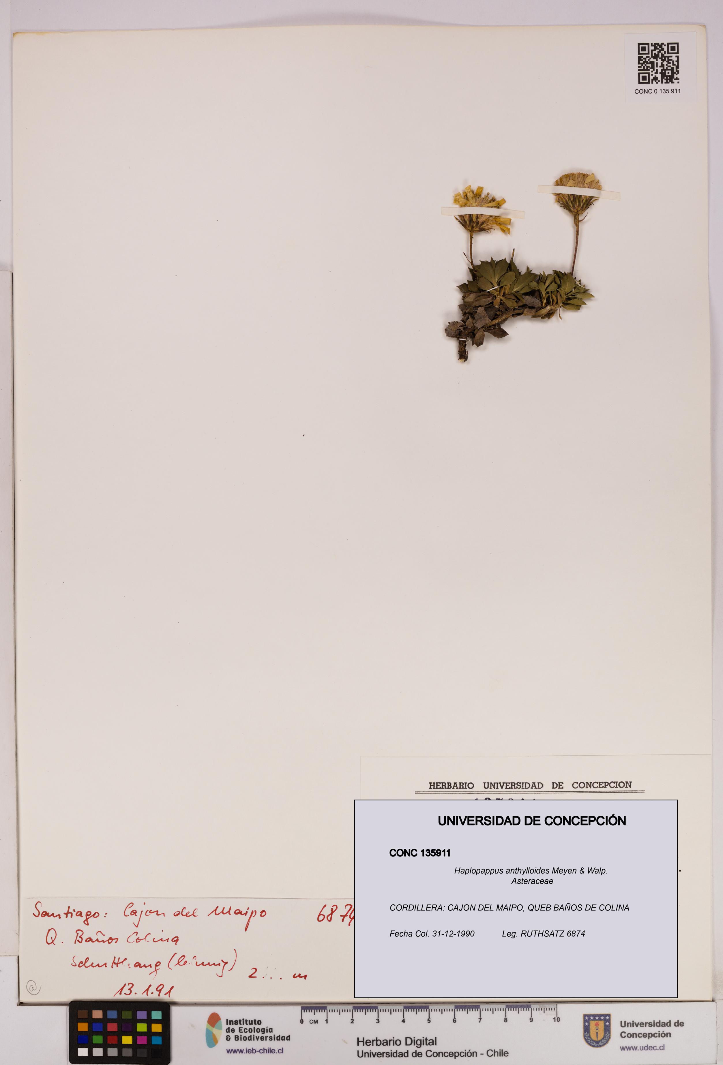 Haplopappus anthylloides [Espécimen: UDEC:CONC:0135911]