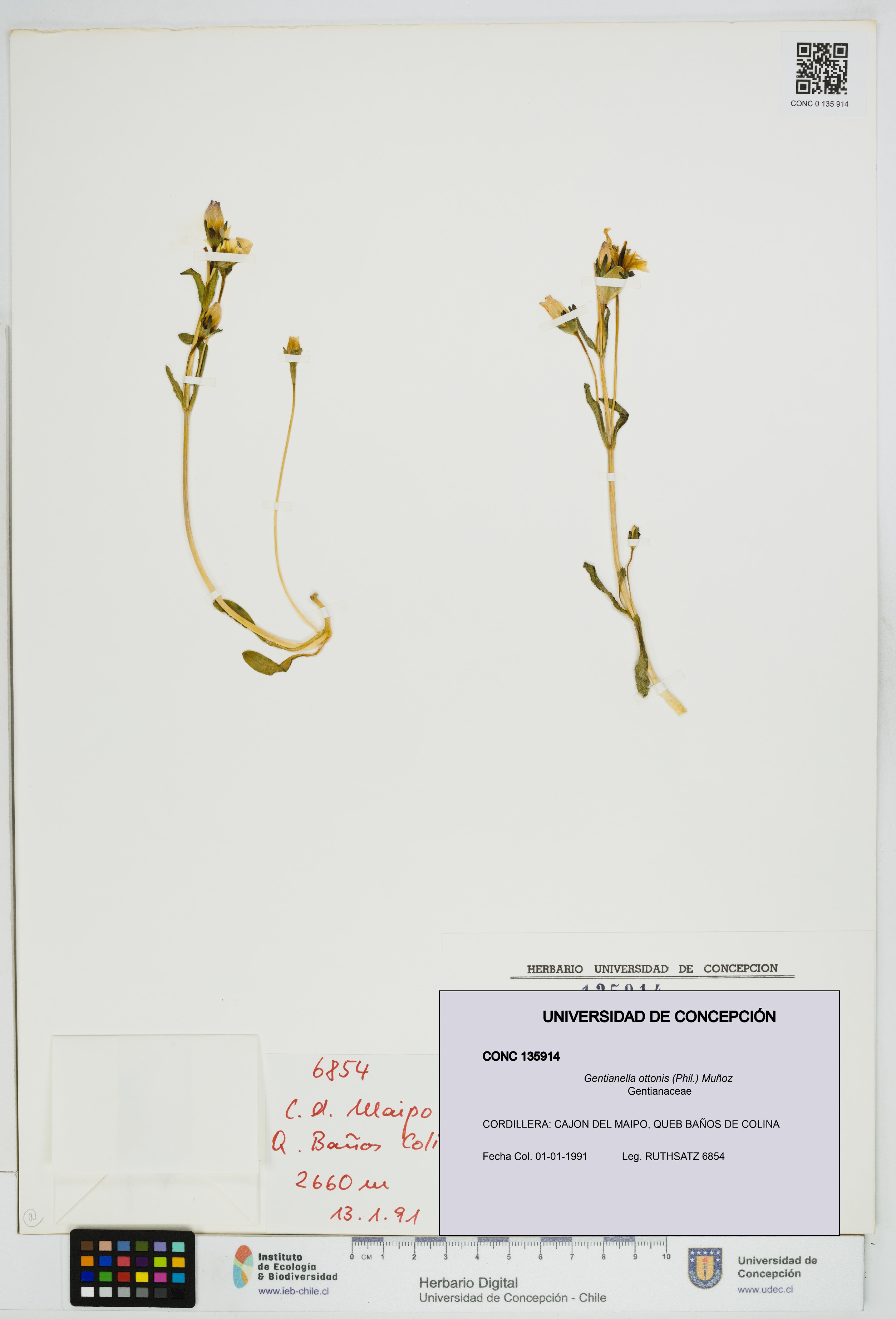 Gentianella ottonis [Espécimen: UDEC:CONC:0135914]