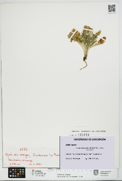 Perezia carthamoides [Espécimen: UDEC:CONC:0135919]