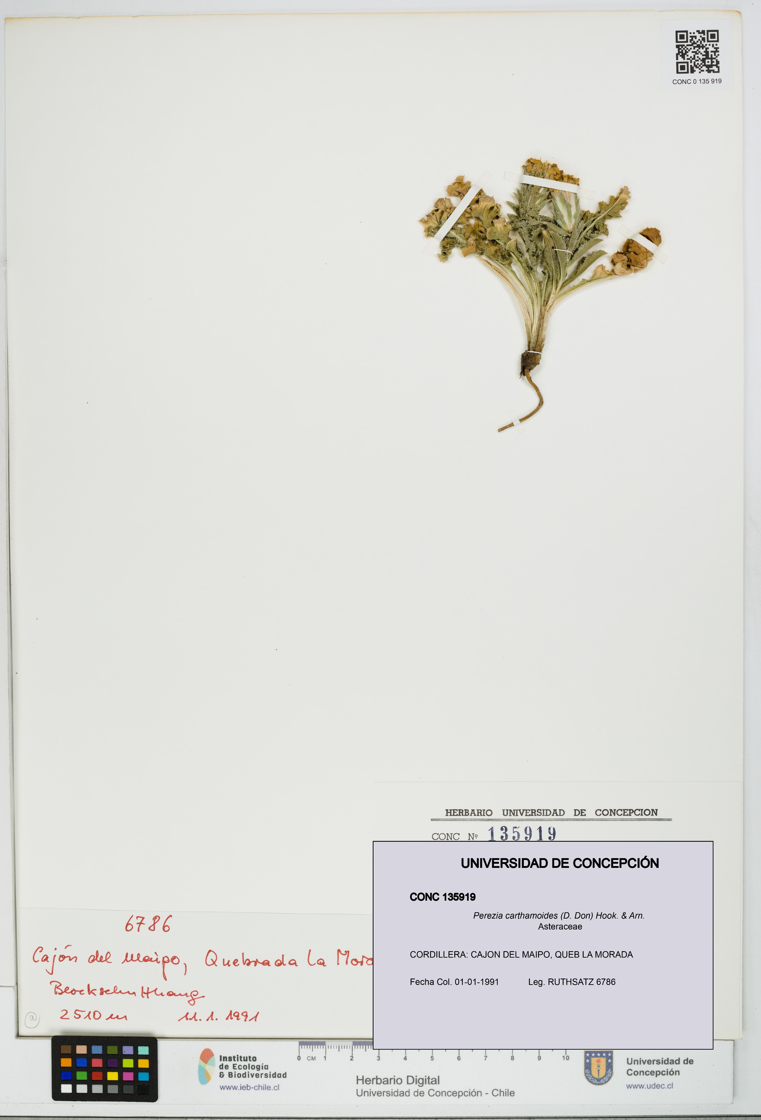 Perezia carthamoides [Espécimen: UDEC:CONC:0135919]