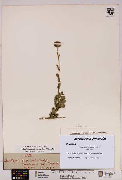 Haplopappus undulatus [Espécimen: UDEC:CONC:0135922]