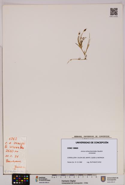 Juncus scheuchzerioides [Espécimen: UDEC:CONC:0135923]